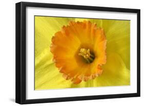 Daffodil Detail of an Orange and Yellow Coloured-null-Framed Photographic Print