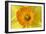 Daffodil Detail of an Orange and Yellow Coloured-null-Framed Photographic Print