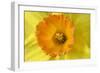 Daffodil Detail of an Orange and Yellow Coloured-null-Framed Photographic Print