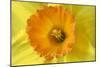 Daffodil Detail of an Orange and Yellow Coloured-null-Mounted Photographic Print