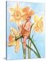 Daffodil Elf-Judy Mastrangelo-Stretched Canvas