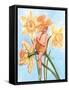 Daffodil Elf-Judy Mastrangelo-Framed Stretched Canvas