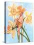 Daffodil Elf-Judy Mastrangelo-Stretched Canvas