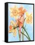 Daffodil Elf-Judy Mastrangelo-Framed Stretched Canvas