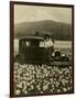 Daffodil Field, Automobile and Mount Rainier, ca. 1929-Marvin Boland-Framed Giclee Print