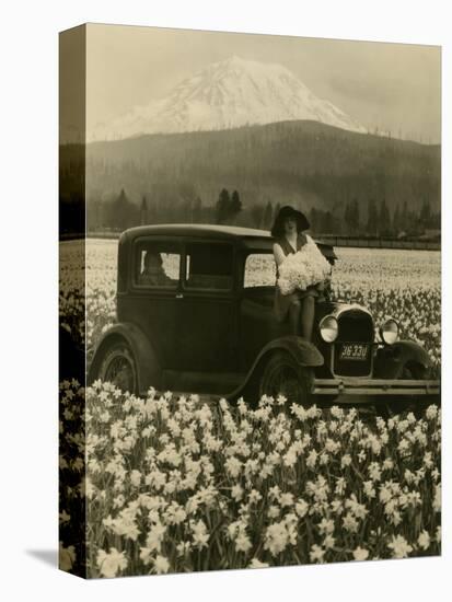 Daffodil Field, Automobile and Mount Rainier, ca. 1929-Marvin Boland-Stretched Canvas