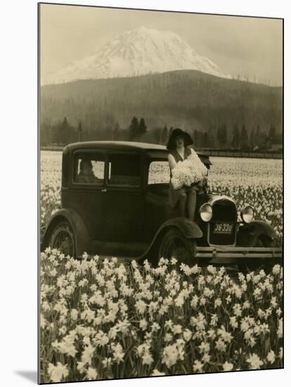 Daffodil Field, Automobile and Mount Rainier, ca. 1929-Marvin Boland-Mounted Giclee Print