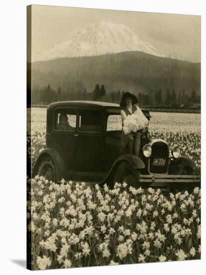 Daffodil Field, Automobile and Mount Rainier, ca. 1929-Marvin Boland-Stretched Canvas