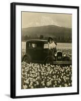 Daffodil Field, Automobile and Mount Rainier, ca. 1929-Marvin Boland-Framed Giclee Print