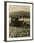 Daffodil Field, Automobile and Mount Rainier, ca. 1929-Marvin Boland-Framed Giclee Print