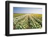 Daffodil Fields in Yellow, Orange and White-Colette2-Framed Photographic Print