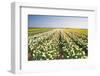 Daffodil Fields in Yellow, Orange and White-Colette2-Framed Photographic Print