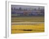 Daffodil Fields, Skagit Valley, Washington, USA-William Sutton-Framed Photographic Print