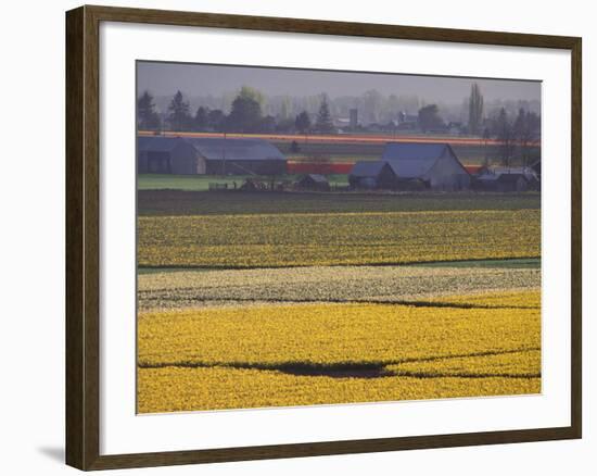 Daffodil Fields, Skagit Valley, Washington, USA-William Sutton-Framed Photographic Print