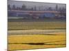 Daffodil Fields, Skagit Valley, Washington, USA-William Sutton-Mounted Photographic Print