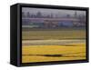 Daffodil Fields, Skagit Valley, Washington, USA-William Sutton-Framed Stretched Canvas