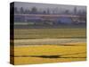 Daffodil Fields, Skagit Valley, Washington, USA-William Sutton-Stretched Canvas