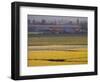 Daffodil Fields, Skagit Valley, Washington, USA-William Sutton-Framed Photographic Print