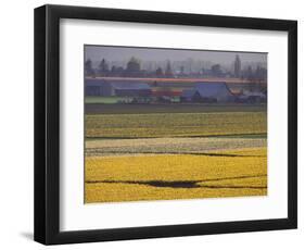 Daffodil Fields, Skagit Valley, Washington, USA-William Sutton-Framed Photographic Print