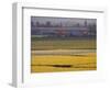 Daffodil Fields, Skagit Valley, Washington, USA-William Sutton-Framed Photographic Print