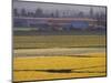 Daffodil Fields, Skagit Valley, Washington, USA-William Sutton-Mounted Photographic Print