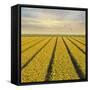 Daffodil Fields-Cora Niele-Framed Stretched Canvas