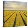 Daffodil Fields-Cora Niele-Stretched Canvas