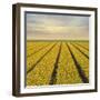 Daffodil Fields-Cora Niele-Framed Giclee Print