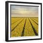 Daffodil Fields-Cora Niele-Framed Giclee Print