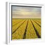 Daffodil Fields-Cora Niele-Framed Giclee Print