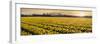 Daffodil Flower Fields in Famous Lisse, Holland-Anna Miller-Framed Photographic Print