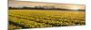 Daffodil Flower Fields in Famous Lisse, Holland-Anna Miller-Mounted Photographic Print