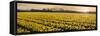 Daffodil Flower Fields in Famous Lisse, Holland-Anna Miller-Framed Stretched Canvas