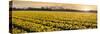 Daffodil Flower Fields in Famous Lisse, Holland-Anna Miller-Stretched Canvas