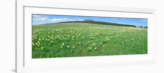 Daffodil Flowers in a Field, Les Estables, Mont Mezenc, Ardeche, Rhone-Alpes-null-Framed Photographic Print