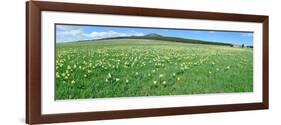 Daffodil Flowers in a Field, Les Estables, Mont Mezenc, Ardeche, Rhone-Alpes-null-Framed Photographic Print