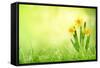 Daffodil Flowers on Spring Background-Liang Zhang-Framed Stretched Canvas