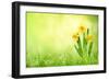 Daffodil Flowers on Spring Background-Liang Zhang-Framed Photographic Print