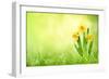 Daffodil Flowers on Spring Background-Liang Zhang-Framed Photographic Print