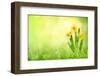 Daffodil Flowers on Spring Background-Liang Zhang-Framed Photographic Print