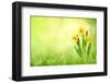 Daffodil Flowers on Spring Background-Liang Zhang-Framed Photographic Print