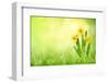 Daffodil Flowers on Spring Background-Liang Zhang-Framed Photographic Print