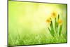 Daffodil Flowers on Spring Background-Liang Zhang-Mounted Photographic Print