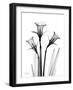 Daffodil Gray-Albert Koetsier-Framed Art Print