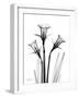 Daffodil Gray-Albert Koetsier-Framed Art Print