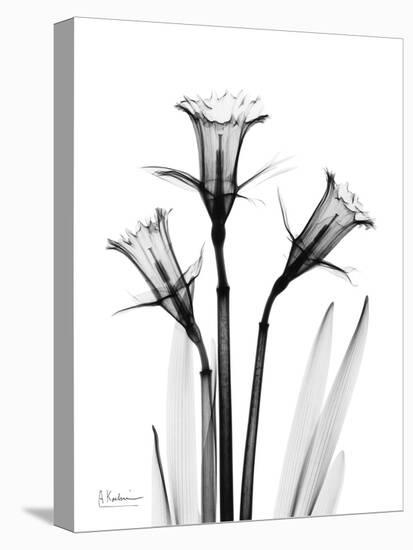 Daffodil Gray-Albert Koetsier-Stretched Canvas