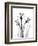 Daffodil Gray-Albert Koetsier-Framed Premium Giclee Print