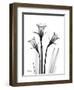 Daffodil Gray-Albert Koetsier-Framed Premium Giclee Print