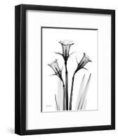 Daffodil Gray-Albert Koetsier-Framed Premium Giclee Print