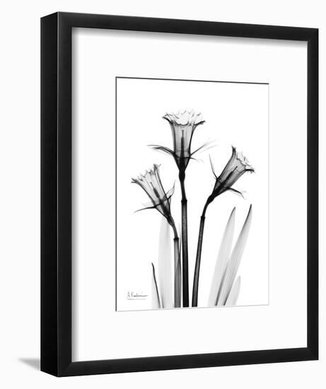 Daffodil Gray-Albert Koetsier-Framed Premium Giclee Print